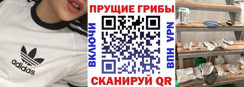 мега ссылки  Туринск  Галлюциногенные грибы Psilocybine cubensis 